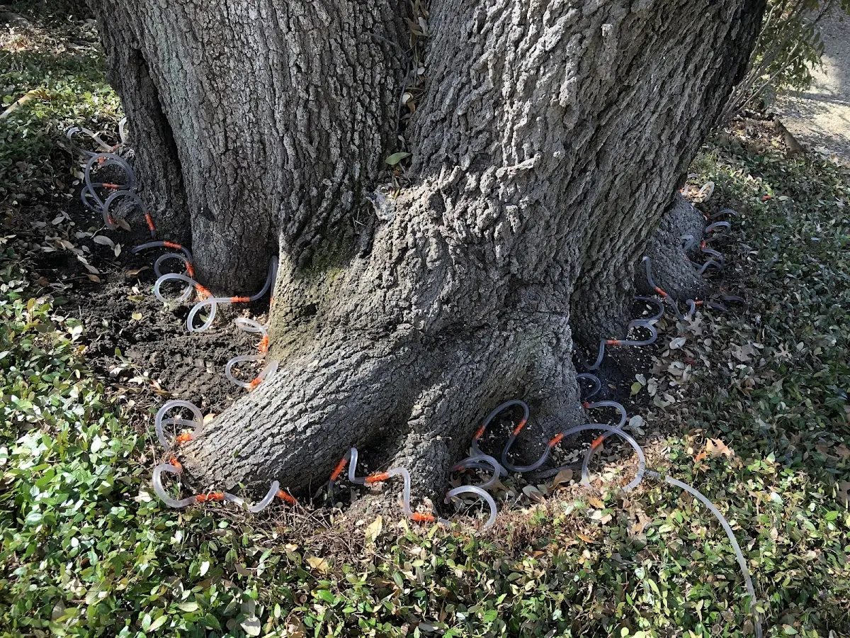 Detailed Tree Cabling and Bracing job site in Leoma
