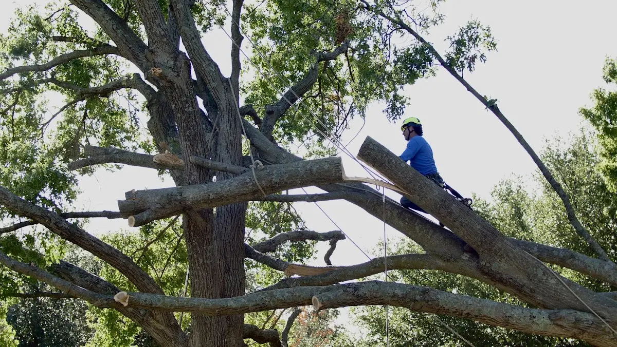 Professional Crown Thinning performed by certified arborists in Leoma
