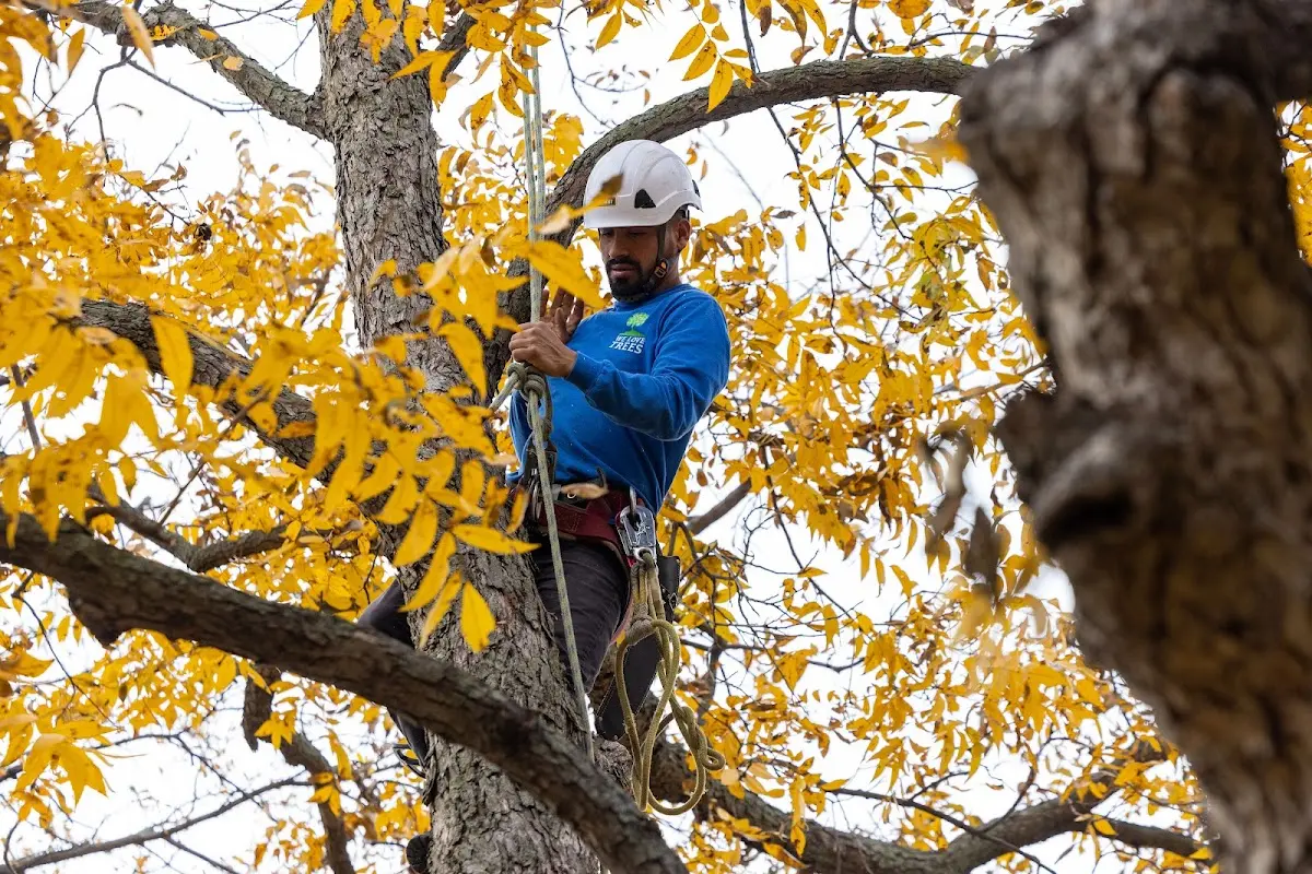 Skilled Tree Transplanting crew working in Leoma