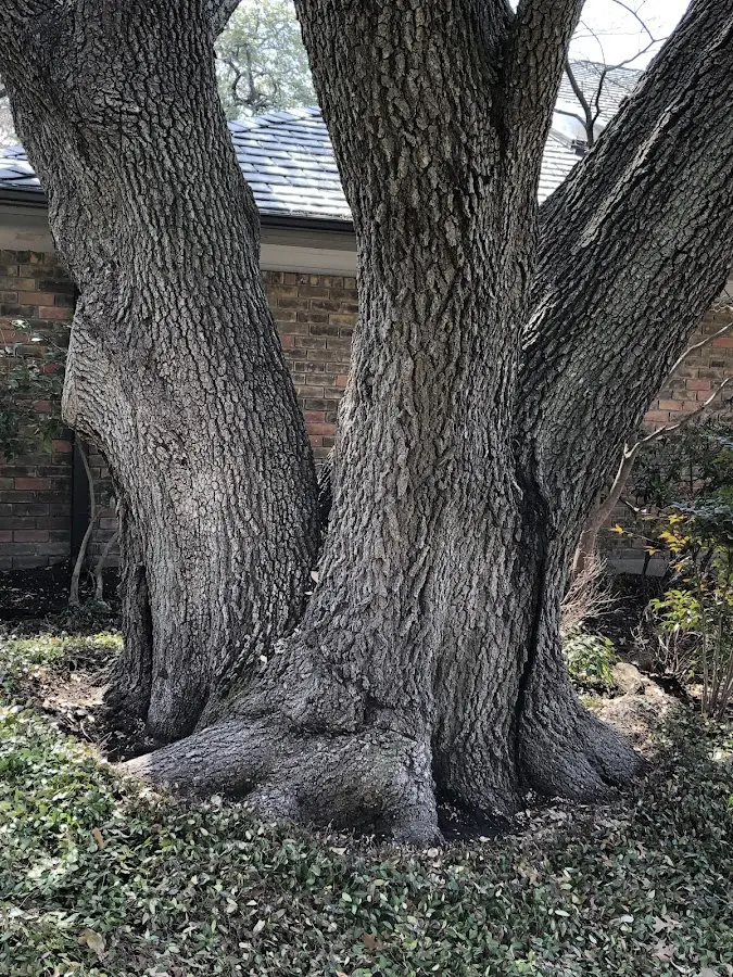 Mature heritage tree close to a Leoma property cared for by certified arborists